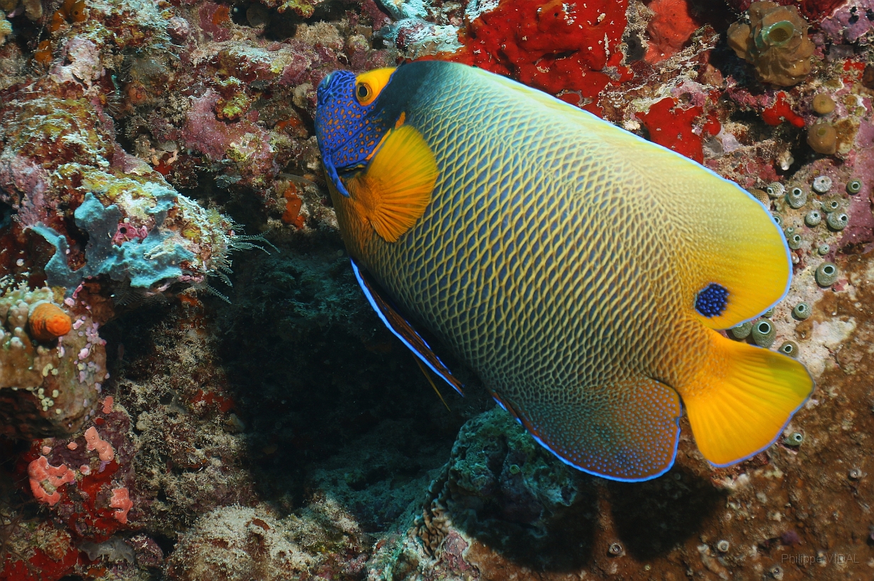 Sipadan_2015_Poisson ange empereur_Pomacanthus Imperator_IMG_3254_rc.jpg